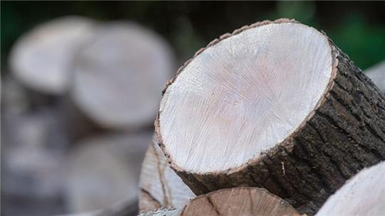 Holz liegt an einem Waldweg in einem Wald.