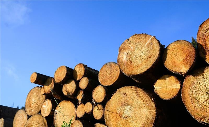 Holz wird in Buxtehude versteigert Holz wird jetzt in Buxtehude versteigert. Symbolfoto: dpa