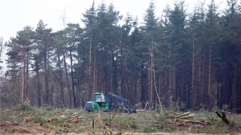 Holzerntemaschinen, sogenannte Harvester, haben auf der bislang vom Deichbrand-Festival als Greencamp genutzten Fläche etliche Hektar Wald entfernt.