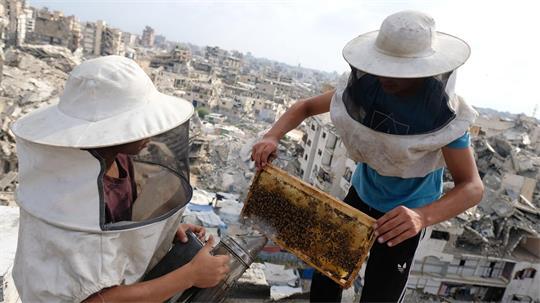 Honigernte zwischen den Ruinen von Gaza-Stadt