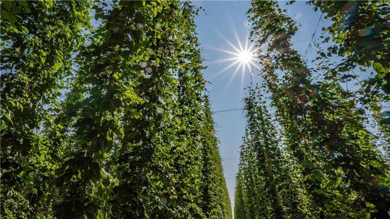 Deutlich mehr Hopfen geerntet Hopfen im Anbaugebiet Hallertau.