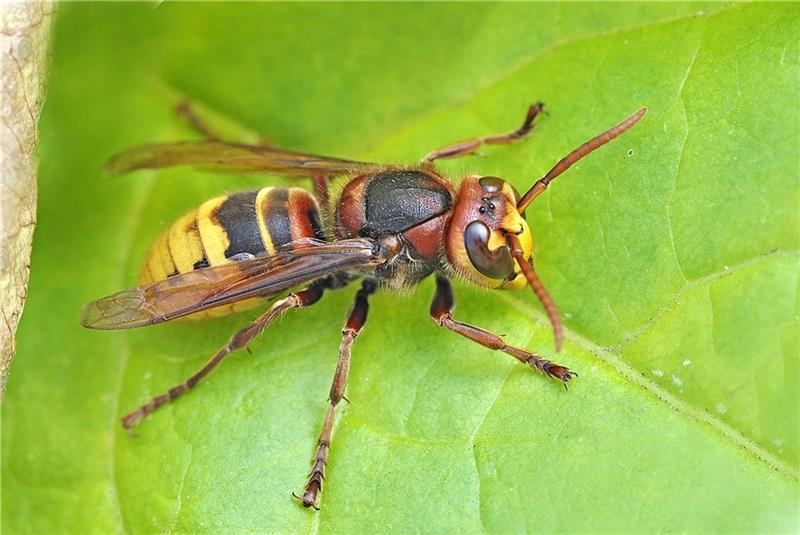 Hornisse mit bräunlicher Färbung an Kopf, Brust und Hinterleib. Foto: Franz-Günter Rose