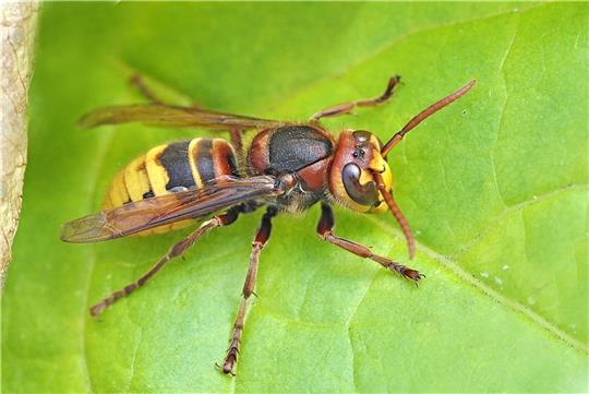 Hornisse mit bräunlicher Färbung an Kopf, Brust und Hinterleib. Foto: Franz-Günter Rose