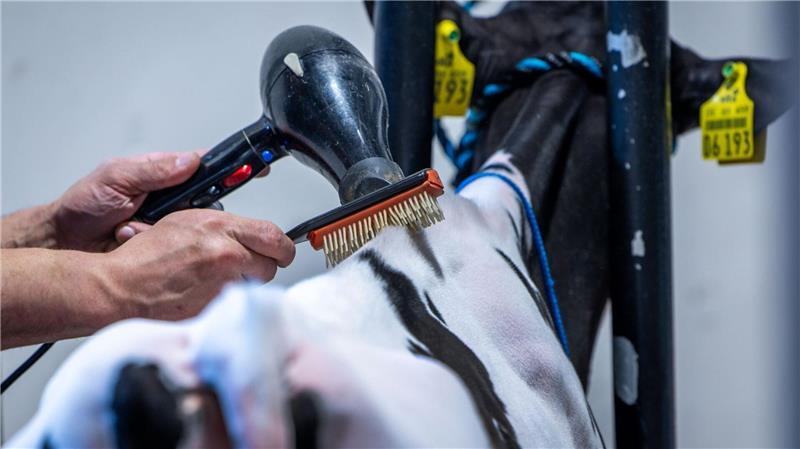 Hübsch gemacht: Ein Kalb wird für die Jungrinder-Auktion „Sunrise Sale“ gestylt. 