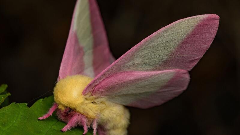 Fliegendes Sahnebonbon als Musterbeispiel der Evolution Hübsch sieht der Falter Dryocampa rubicunda mit seinen zarten Farben und der wilden Löwenmähne aus.