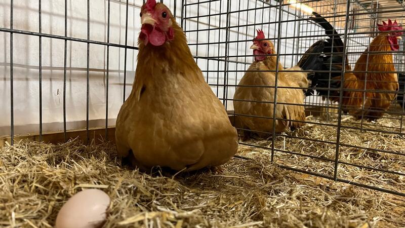 Züchter zeigen ihre schönsten Tiere - aber wie lange noch? Hühner, aber auch Tauben, Enten und Fasane bevölkern an diesem Wochenende die Oldendorfer Schützenhalle. Der Rassegeflügel-Zuchtverein lädt zur Ausstellung.