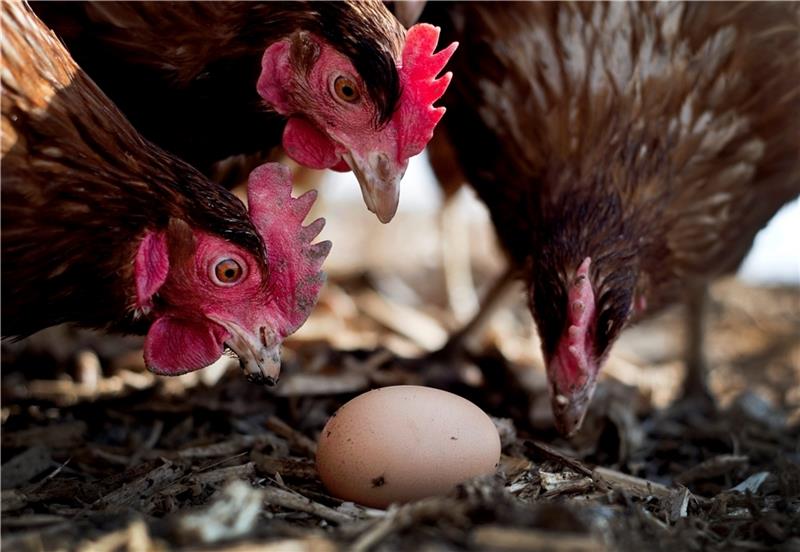 Hühner betrachten ein Ei auf einem Bauernhof in Deutschland. Foto: Victoria Bonn-Meuser/dpa