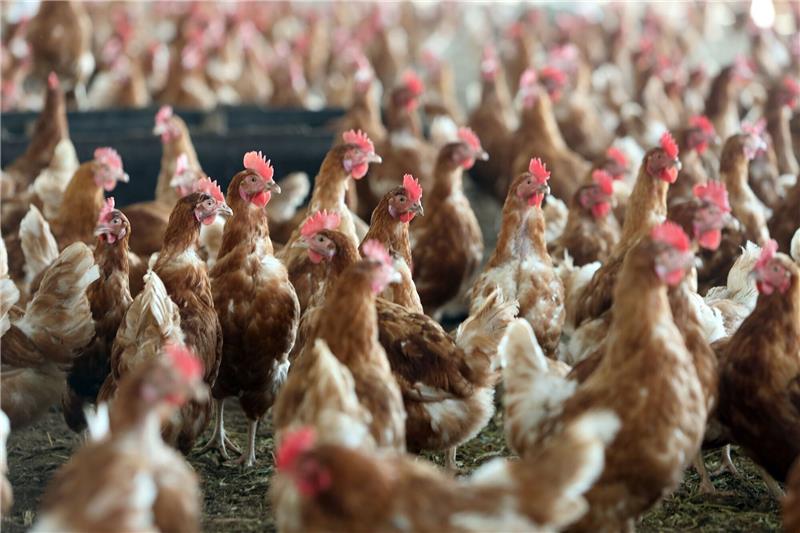 Tierschutz-Skandal in Niedersachsen? Hühner mit Pike aufgespießt Hühner sind im Stall zu sehen.