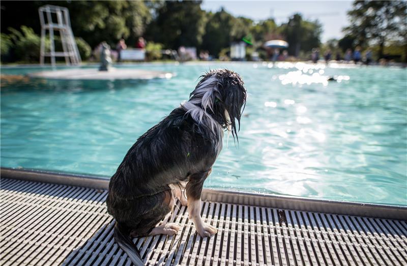 Hündin Milow sitzt beim Hundeschwimmen nass am Beckenrand. Nach Saisonabschluss für die menschlichen Badegäste dürfen sich hier auch einmal die Vierbeiner tummeln, bevor das Wasser abgelassen wird. Foto: Frank Rumpenhorst/dpa