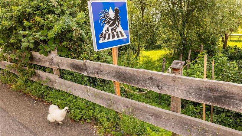 Huhn am Zebrastreifen: Badener in Kirchzarten baut Übergang für seine Tiere