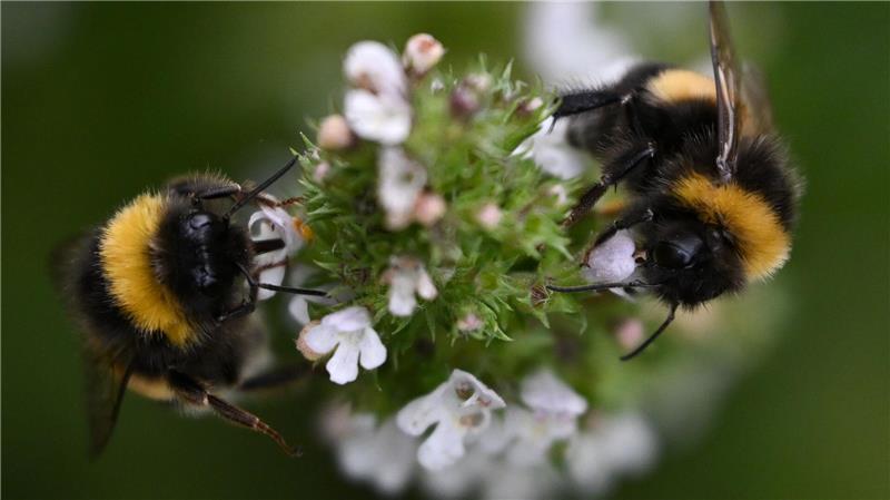 Bilder des Tages Hummelflug