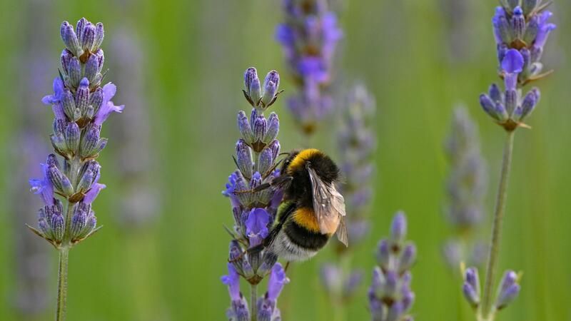 Neue Challenge: Bilder von Hummeln per App einsenden Hummeln sind im Sommer generell am aktivsten und die Völker am größten.
