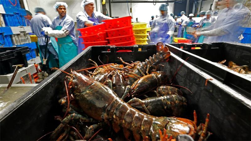 Hummer und gefrorene Hummererzeugnisse mit Ursprung in den Vereinigten Staaten dürfen künftig zollfrei in die EU importiert werden. (Archivbild)