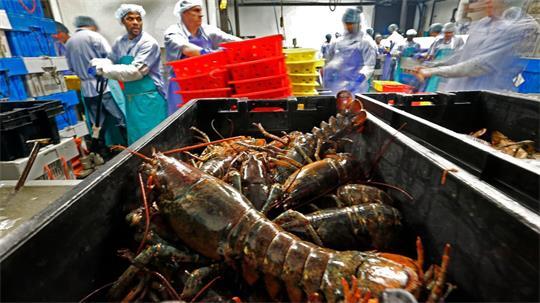 Hummer und gefrorene Hummererzeugnisse mit Ursprung in den Vereinigten Staaten dürfen künftig zollfrei in die EU importiert werden. (Archivbild)