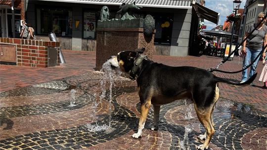 Hund Chapo genießt es offensichtlich, dass der Has'- und Igel-Brunnen wieder funktioniert.