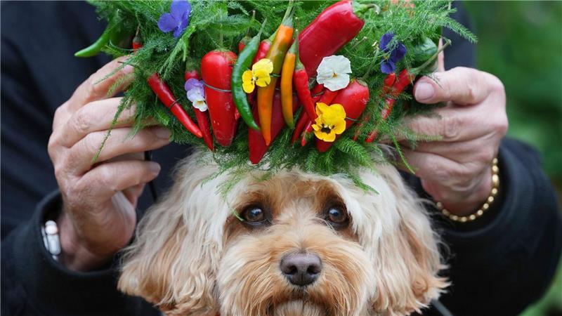 Chelsea Flower Show: Im Namen der Rose Hund Chili bekommt ein Krönchen aus Chilis aufgesetzt.