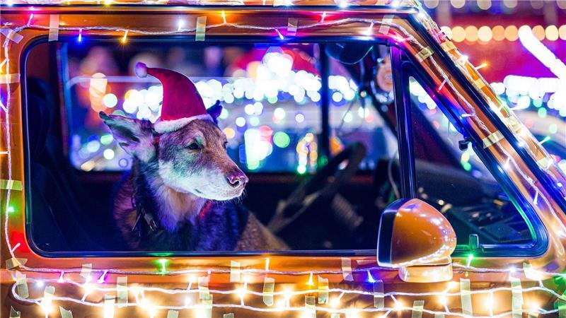 Hund Damon macht auch mit beim „Twinkle Light Cruise“. 