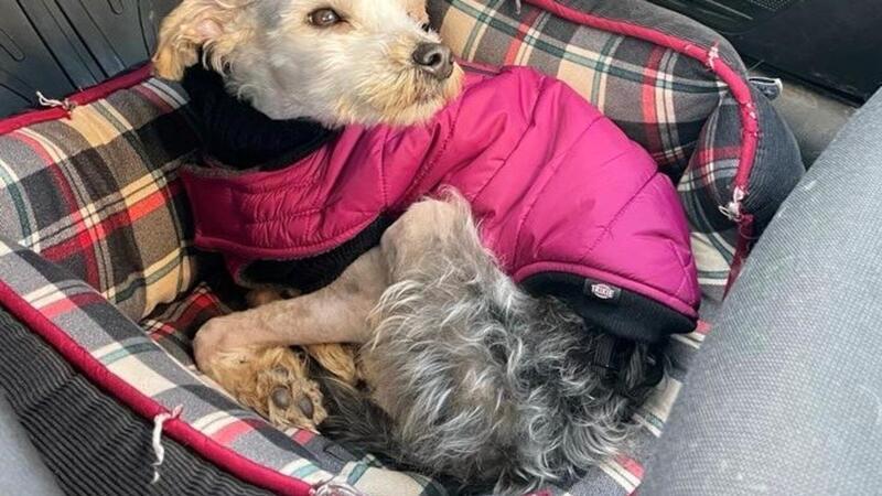 Hund „Egon“ fährt gerne im Auto mit.