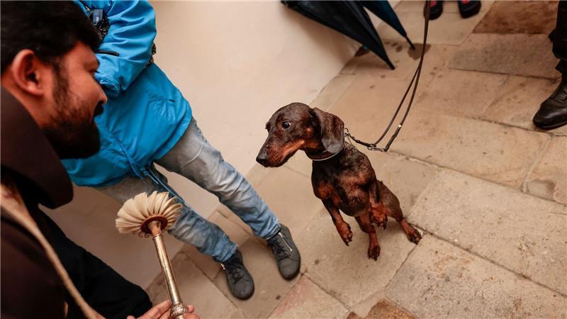 Bilder des Tages Hund & Herrchen gesegnet – Feier zum Welttierschutztag im Dom in Osnabrück