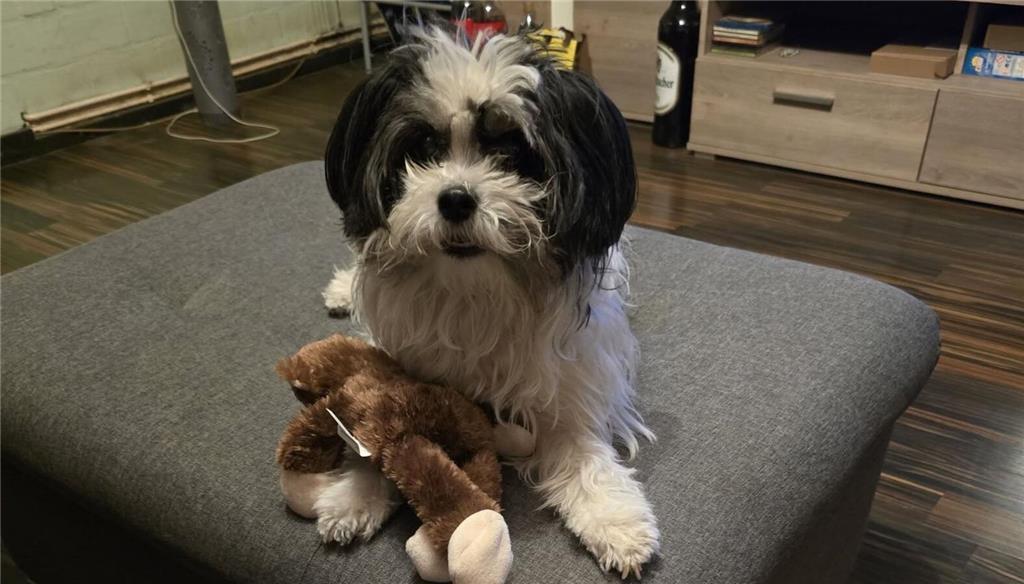 Hund Luna gehört zu Heike Ahnert.