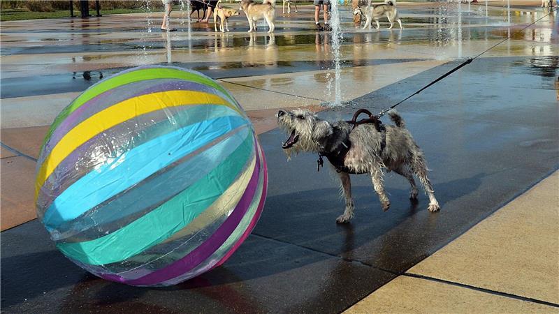 Hund „Seamus“ bellt Ball an - Hundetag am Springbrunnen