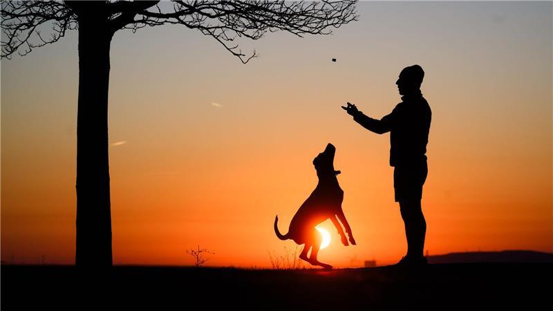 Sind Hunde die besseren Kinder? In bestimmter Hinsicht schon Hund statt Kind? Ganz so einfach ist es nicht.