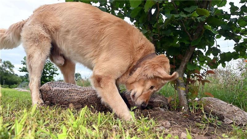 Warum Trüffel Trendfood sind Hunde bekommen bei der Trüffelernte zum Einsatz - hier ist ein Golden Retriever Trüffelspürhund in Baden-Württemberg. (Archivbild)
