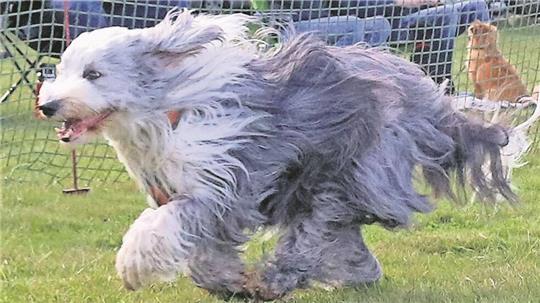 Hunde der verschiedensten Rassen bewiesen ihr Tempo beim beliebten Jederhundrennen des Windhundclubs Weser in Hoope.