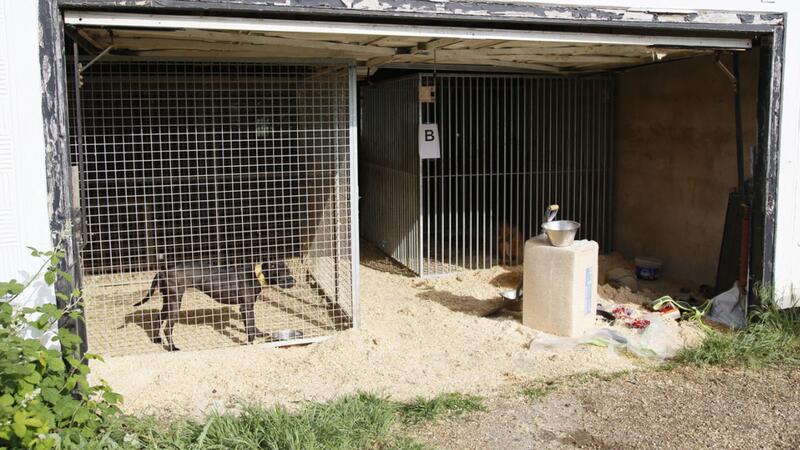Hunde, die in Zwingern gehalten werden. Die Hunde wurden brutal trainiert und bis zum Kampfgewicht ausgehungert, bevor sie in Kämpfe verwickelt wurden, bei denen sie manchmal bis zum Tod kämpften.