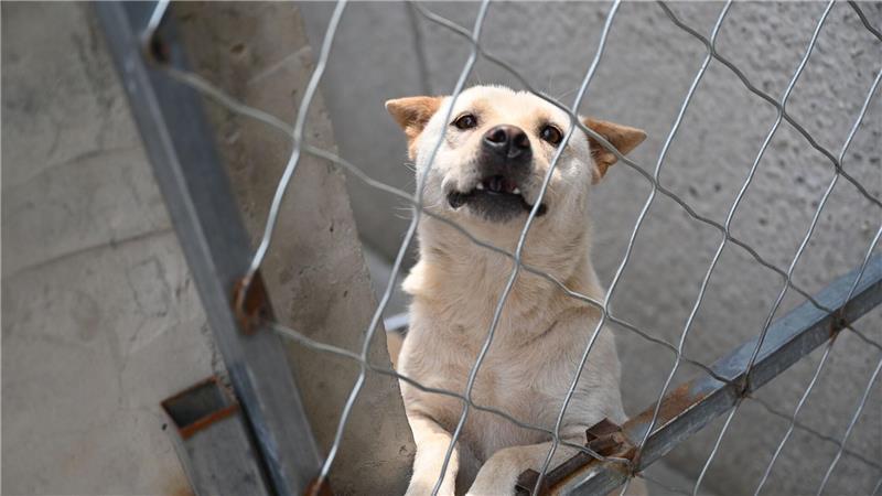 Hunde, die vor dem Hundefleisch-Fest in Yulin gerettet werden, landen oft auf Zhao Xinqis Hof. 