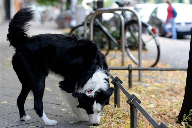 Hunde haben feine Nasen - leider auch wenn es um das Aufspüren von Kot geht. Foto: Maurizio Gambarini/dpa/dpa-tmn