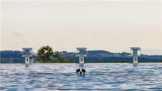 Hunde im Becker - Saisonende im Freibad