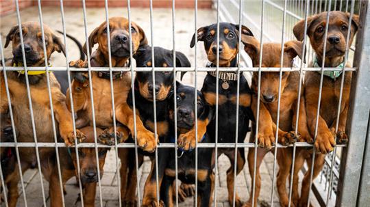 Hunde im Bremer Tierheim. Viele Katzen und verhaltensauffällige Hunde stellen Tierheime in Niedersachsen und Bremen vor große Herausforderungen.