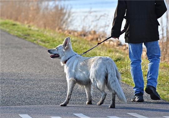 Hunde müssen ab dem 1. April an vielen Orten in Niedersachsen an die Leine. Während der sogenannten Brut- und Setzzeit dürfen die Vierbeiner etwa im Wald und auf Feldwegen nicht frei herumlaufen. Foto: Pixabay
