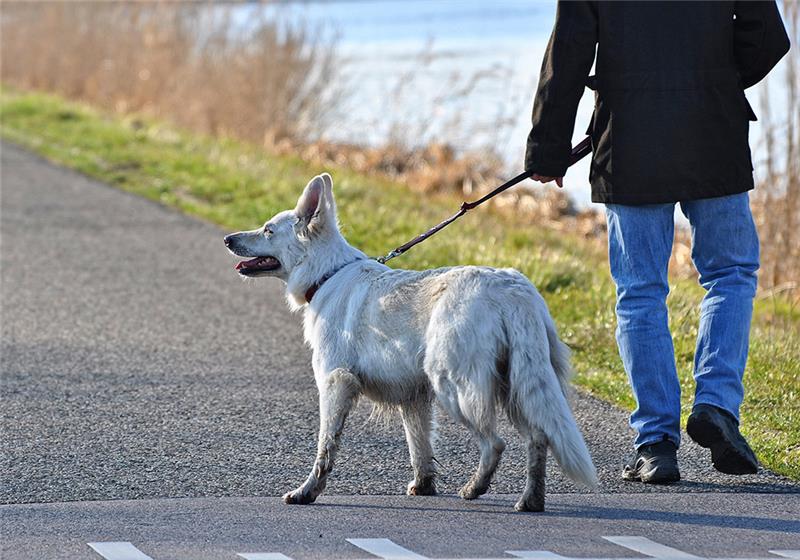 Hunde müssen ab dem 1. April an vielen Orten in Niedersachsen an die Leine. Während der sogenannten Brut- und Setzzeit dürfen die Vierbeiner etwa im Wald und auf Feldwegen nicht frei herumlaufen. Foto: Pixabay