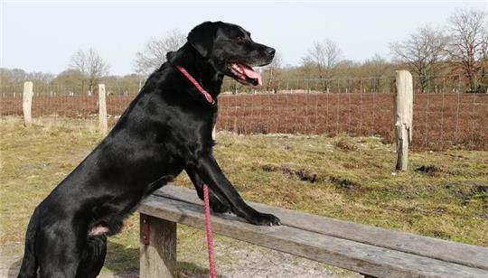 Hunde müssen ab dem 1. April angeleint werden.