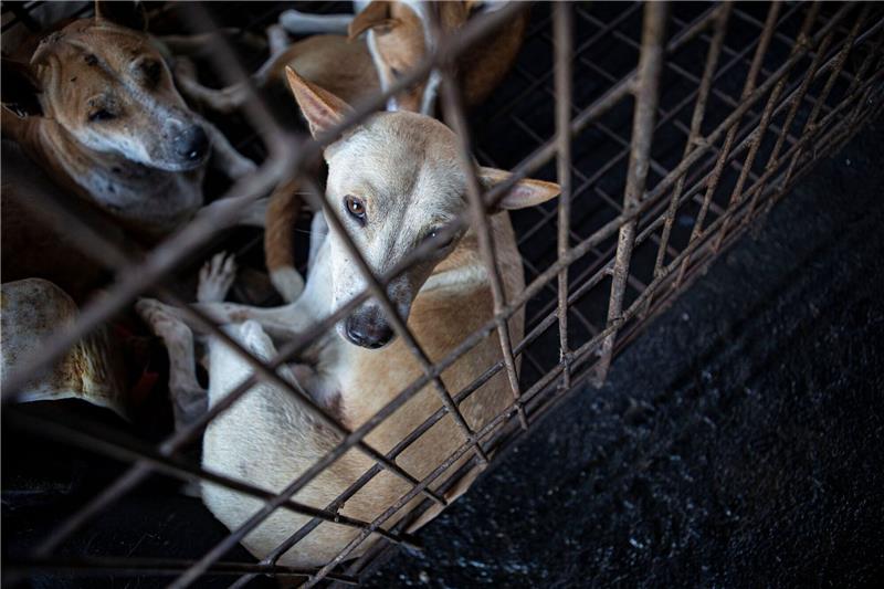 Hundefleisch: Indonesien setzt Zeichen gegen Tierquälerei Hunde werden von einem Rettungsteam aus einem Schlachthaus in Indonesien gerettet.