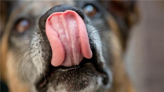 Hundebesitzer aufgepasst: Unbekannte haben Giftköder in Stade ausgelegt.