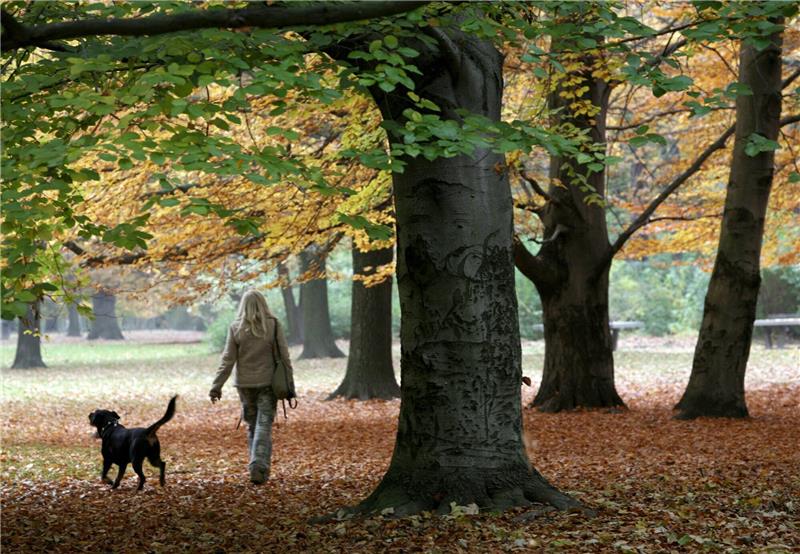 Hundebesitzer sollten den Impfstatus ihres Vierbeiners überprüfen. Die Staupe kann tödlich für Hunde enden. Symbolfoto: dpa