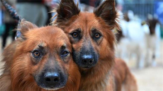 Hundeblick: Altdeutsche Hütehunde auf der Landwirtschaftsmesse „Grüne Tage Thüringen“ in Erfurt. 