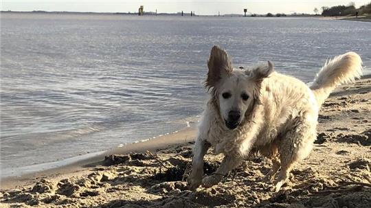 Hundeglück auf Krautsand: Für Golden-Retriever Pelle aus der Gemeinde Drochtersen wird seine Familie künftig 76 statt 50 Euro Hundesteuer zahlen. Der zweite Familienhund Eddie wird noch teurer, statt 88 Euro sind es künftig 120 Euro.
