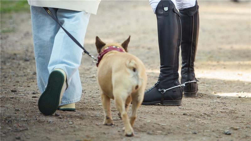 Hundehalter in Hamburg sollen künftig 120 Euro im Jahr zahlen. (Archivbild) 