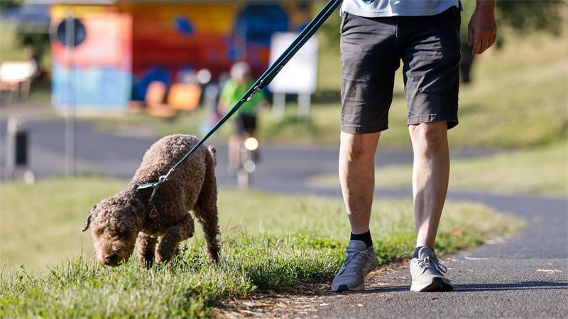 Führerschein für Hunde - Was Halter wissen müssen Hundehalter sollen den Umgang mit ihrem Tier lernen.