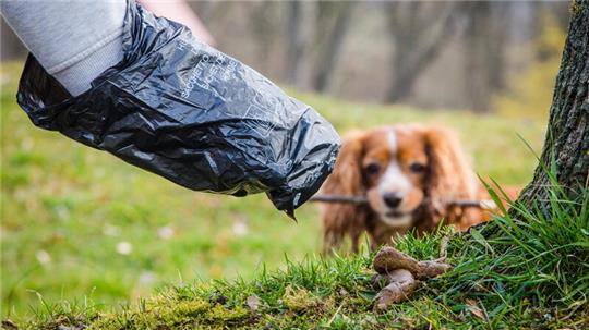 Hundekotbeutel für die Hinterlassenschaften ihrer Tiere müssen sich die Hundebesitzer in Wiepenkathen jetzt selbst kaufen.