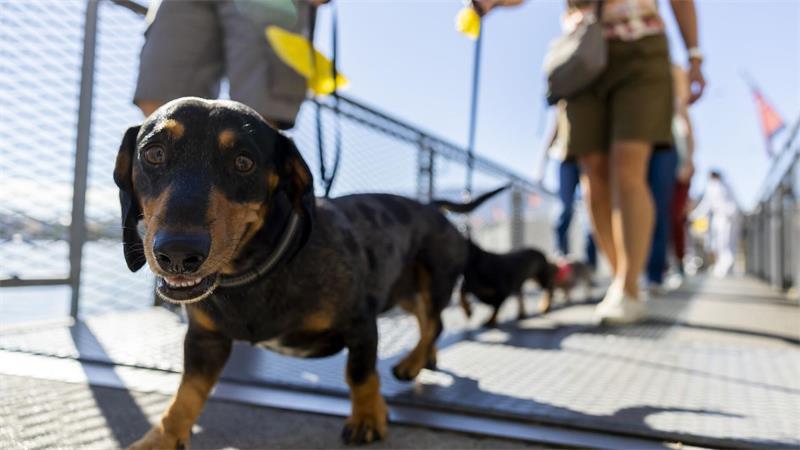 Hundepinkeln ohne Nachspülen kann in Chiasso bald teuer werden. (Symbolbild) 