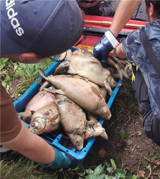 Hunderte Kilo von toten Fischen sind in der Lune geborgen worden, vor allem von den Feuerwehrleuten in Stotel und Loxstedt. Foto: privat