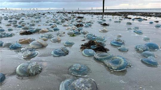 Hunderte Quallen liegen am Strand von Norderney. In Zukunft könnten Quallen fast aller Art enorm vom Klimawandel und von der Überfischung der Ozeane profitieren (Symbolbild).