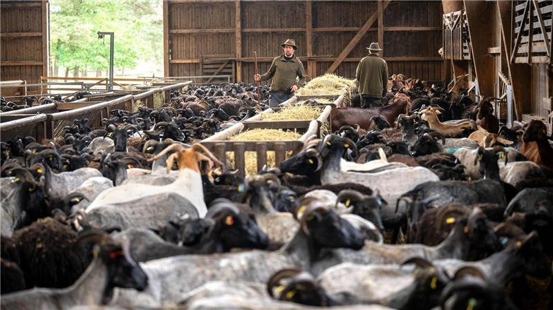 Hunderte Tiere müssen innerhalb kurzer Zeit geschoren werden. 