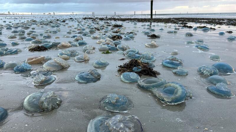 Hunderte blaue, tote  Wurzelmundquallen liegen am Weststrand der ostfriesischen Insel Norderney.