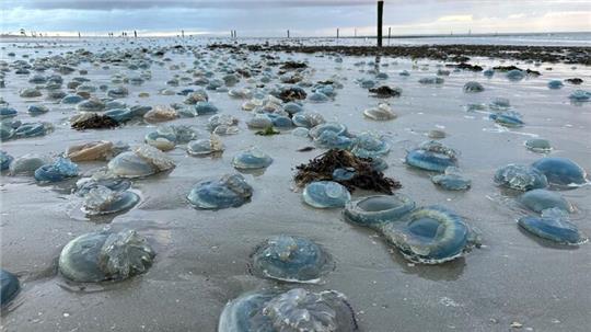 Hunderte blaue, tote  Wurzelmundquallen liegen am Weststrand der ostfriesischen Insel Norderney.